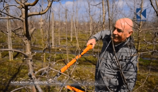 Krasitja dimërore e trungjeve të mollës (VIDEO)