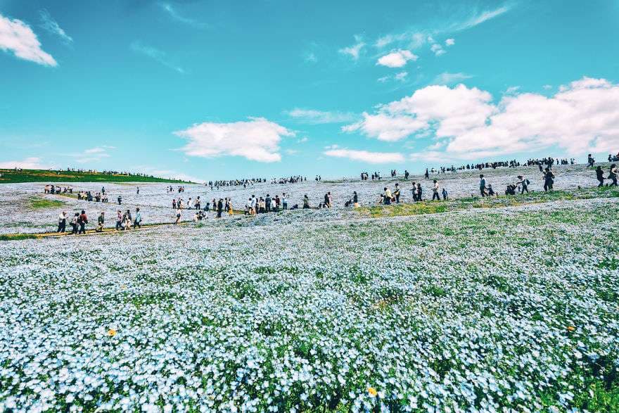 Parku me 4.5 milionë lule blu gjendet në Japoni (FOTO)