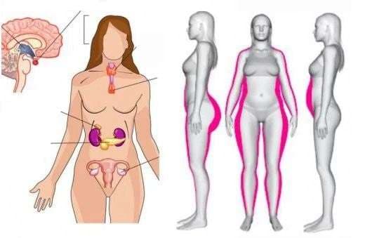 5 ushqimet më të mira që parandalojnë çekuilibrin hormonal tek femrat