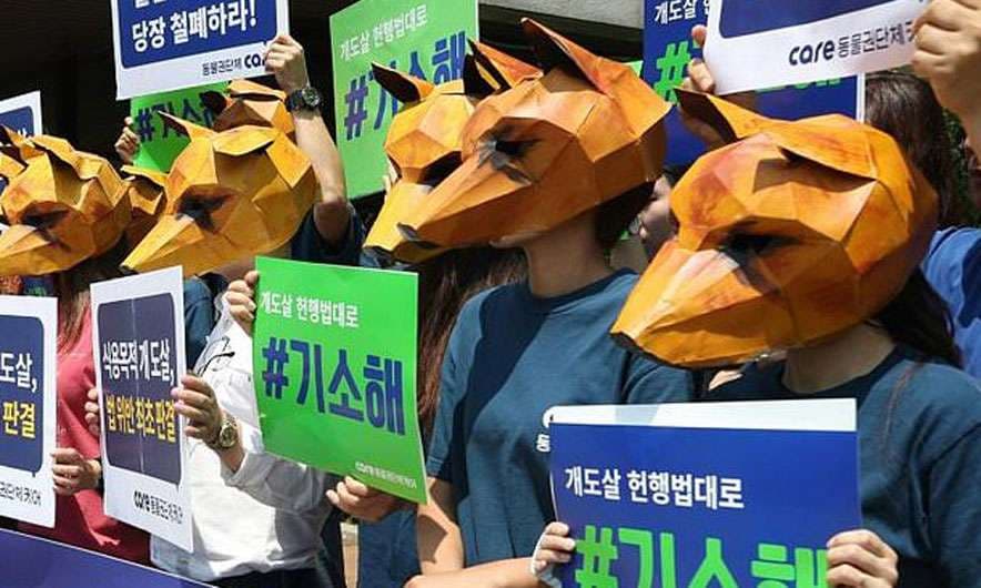 Koreano-jugorëve nuk u lejohet më që të hanë qen