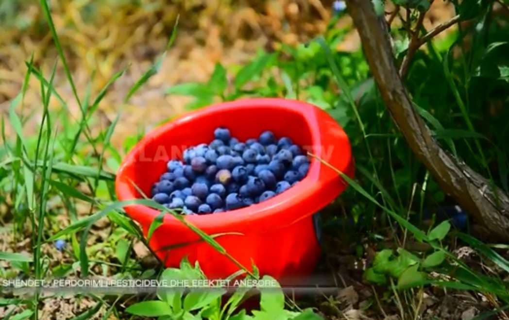 Përdorimi i pesticideve dhe efektet anësore (VIDEO)
