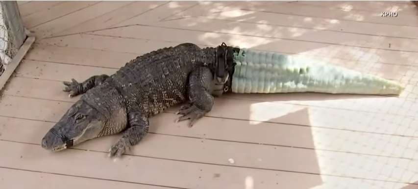 Krokodili gjysmak bëhet me bisht protezë (VIDEO)