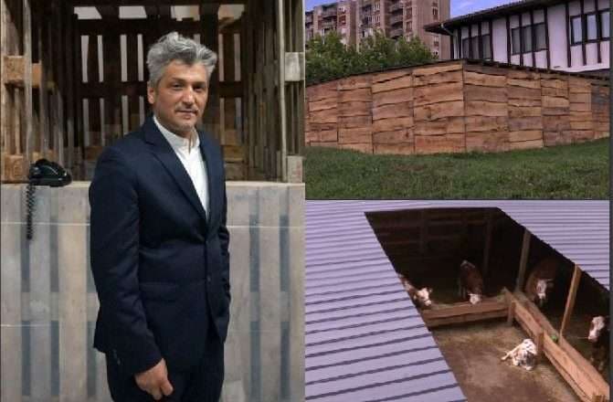 Sislej Xhafa për perfomansën me lopët: Jam vegjetarian, ju dua pa e ditur