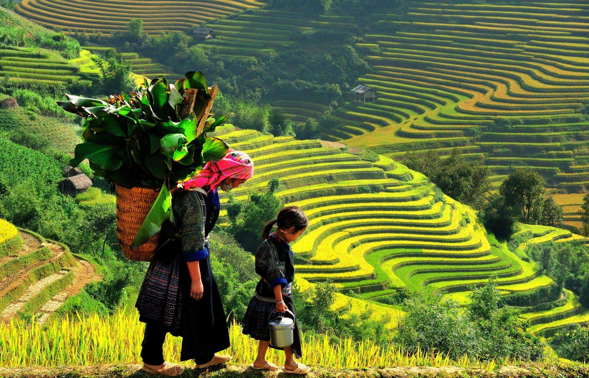 Pamje përrallore të arave me oriz në Vietnam
