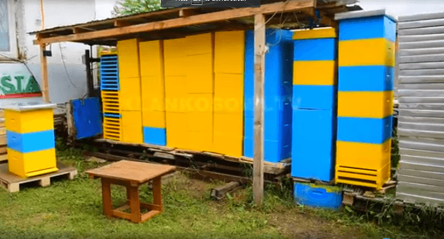 Punimi i veçantë i koshereve të bletëve (VIDEO)