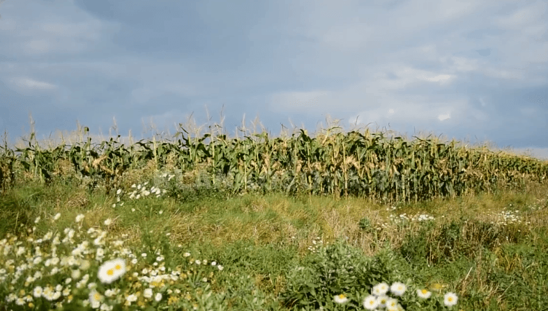 Kultivimi i misrit dhe rëndësia e tij (VIDEO)