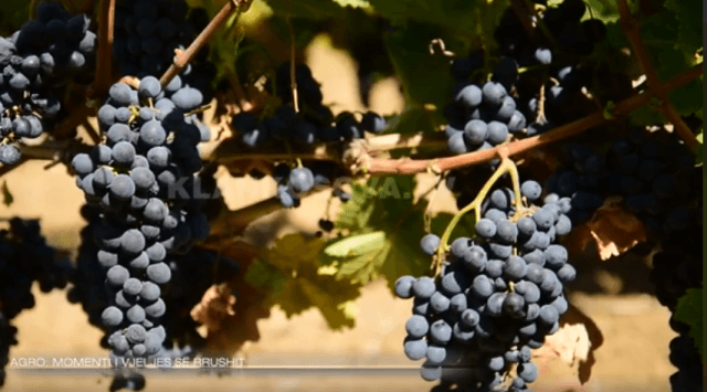 Si bëhet vjelja e rrushit për verëra? (VIDEO)