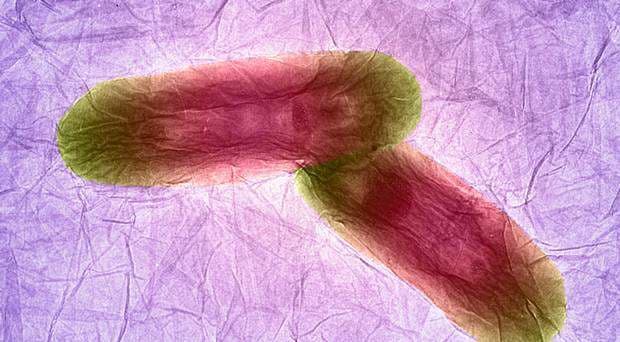 Shkencëtarët optimist për antibiotikun e ri