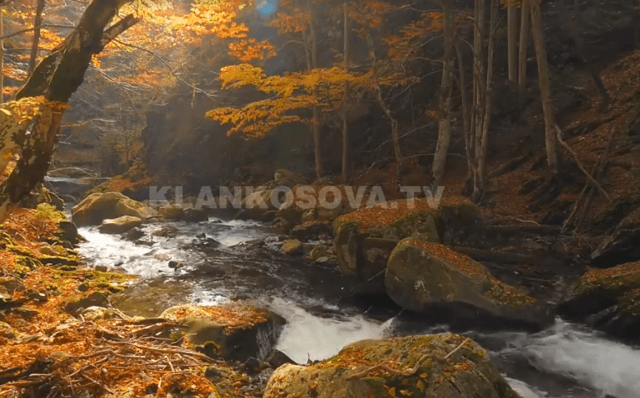 Gjethet dhe qetësia relative e bimëve (VIDEO)