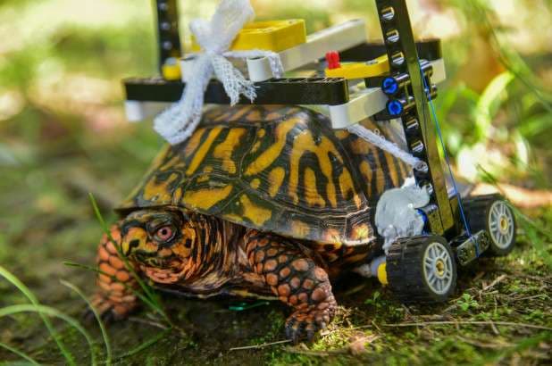 Karrocë nga LEGO për breshkën e lënduar