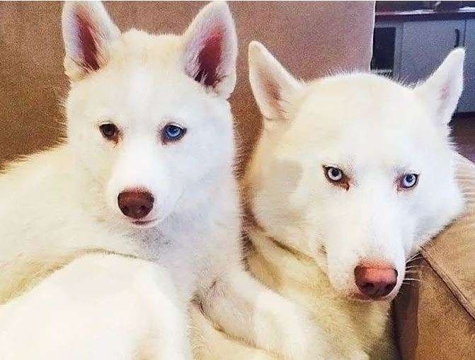 Qentë që ua marrin zemrën