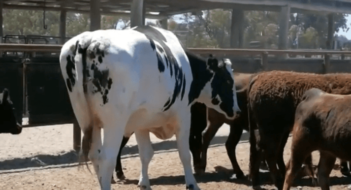 Gjedhi gjigant australian pushton internetin