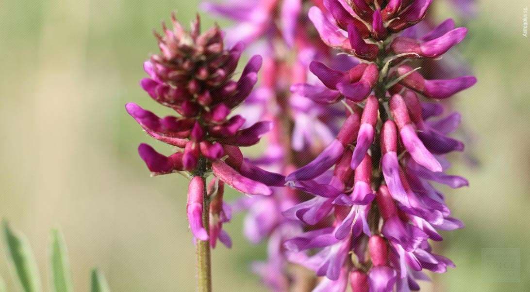 Astragalus, një bimë antike me shumë përfitime shëndetësore
