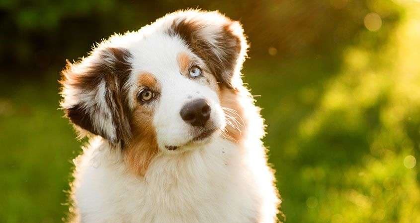 Gjërat më të çuditshme që një qen mund t'i nuhasë