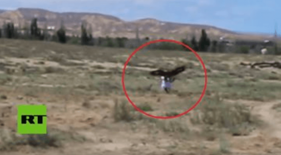 Shikoni si shqiponja e artë tenton ta grabis tetëvjeçaren, i shkakton disa lëndime (VIDEO)