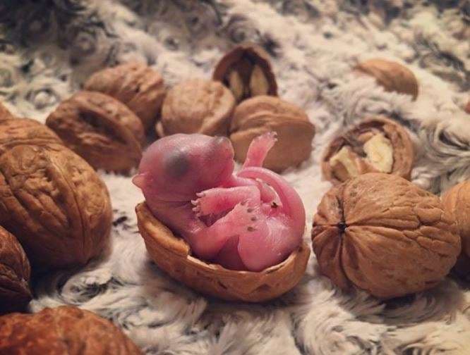 Ketra që i shpëtoi vdekjes u kthye në senzacion