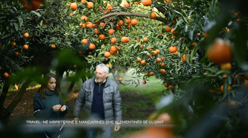 Në mbretërinë e mandarinave dhe klementinës së Ulqinit (VIDEO)