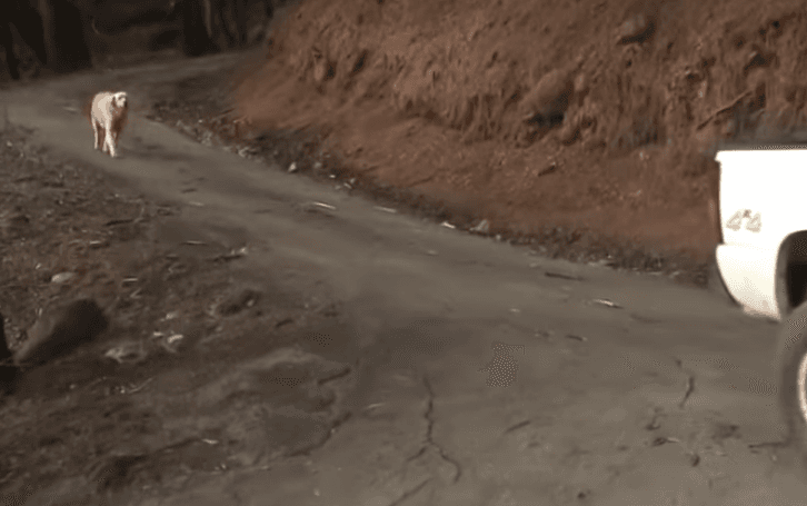 Qeni mrekullisht iu mbijetoi zjarreve në California, gjendet duke pritur pronarët tek shtëpia e djegur (VIDEO)