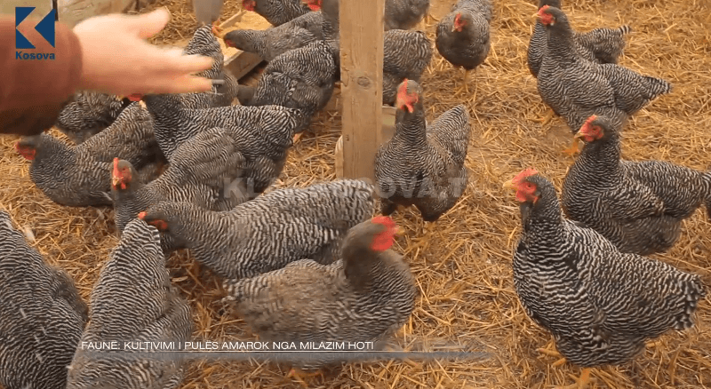 Pulat Amrok të Milazim Hotit (VIDEO)