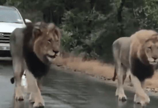 Luanët bllokojnë trafikun në Afrikën e Jugut! (VIDEO)