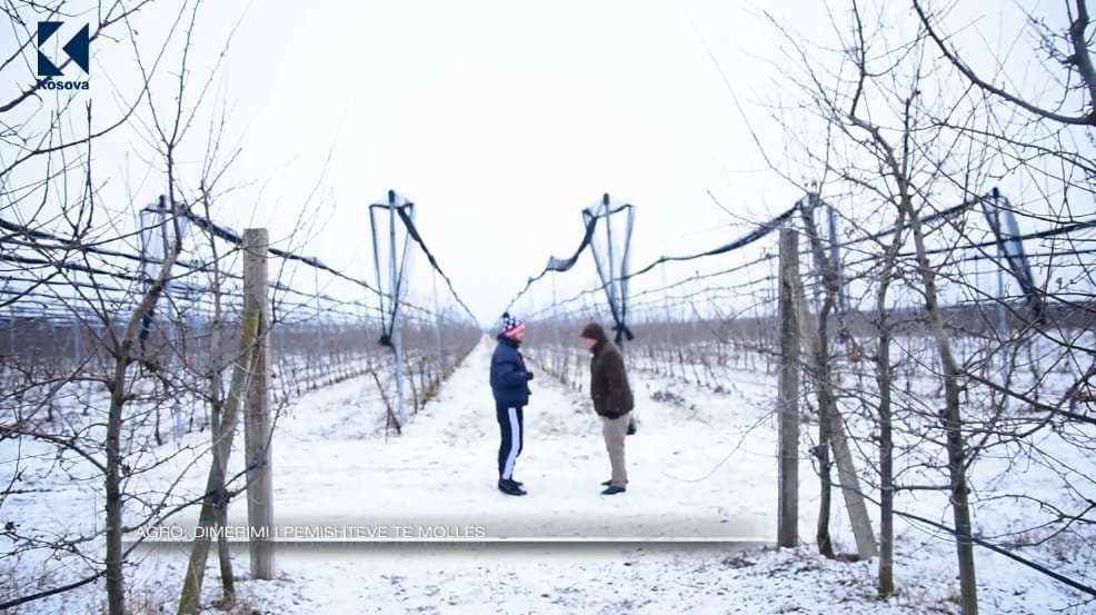 Dimërimi i pemishteve të mollës (VIDEO)
