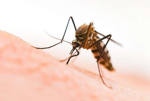 Shkencëtarët, malaria mund të çrrënjoset përmes modifikimit të mushkonjave