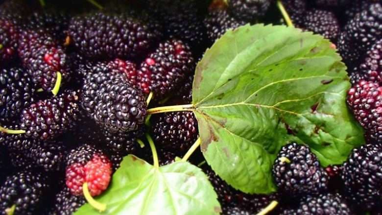 Çaji nga fletët e manit kundër diabetit