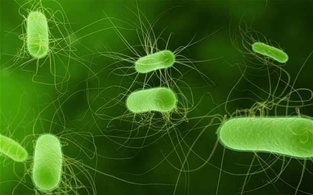 Bakteret rezistente ndaj antibiotikëve të rrezikshme sa ndryshimet klimatike apo lufta