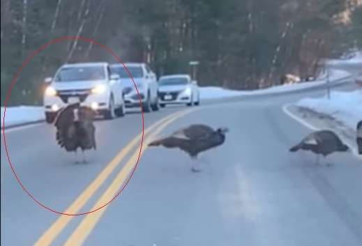 Shikoni si gjeldeti bllokon trafikun në Hampshire, që shoqëruesit e tij të kalojnë sigurtë (VIDEO)