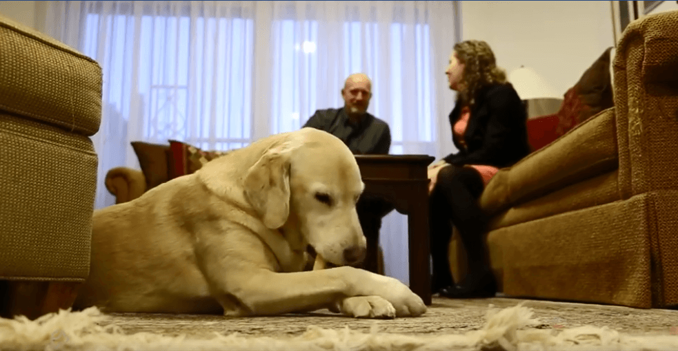 Brad, qeni nga Amerika me ‘detyrë’ në Kosovë (VIDEO)