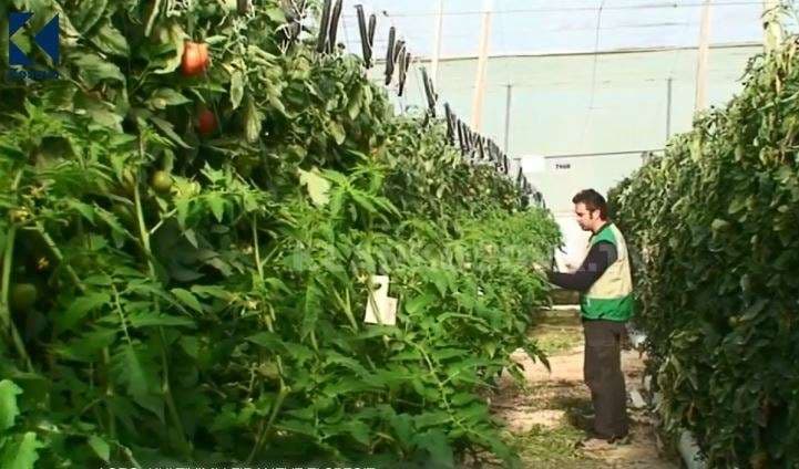 Kultivimi i fidanëve të specit (VIDEO)