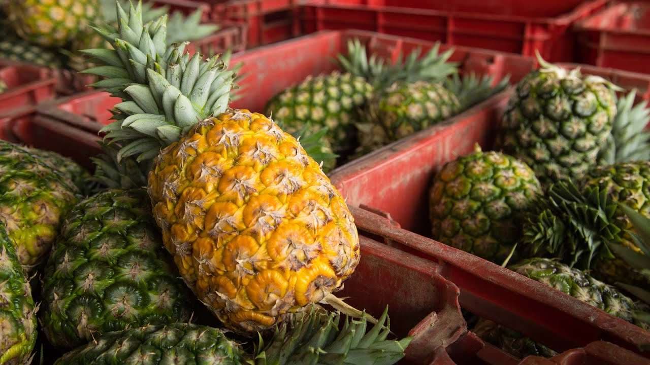 Ananasi ndihmon në tretjen e ushqimit