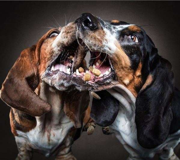 Fotografi kap momentet e qenve kur shohin ushqimin (FOTO)
