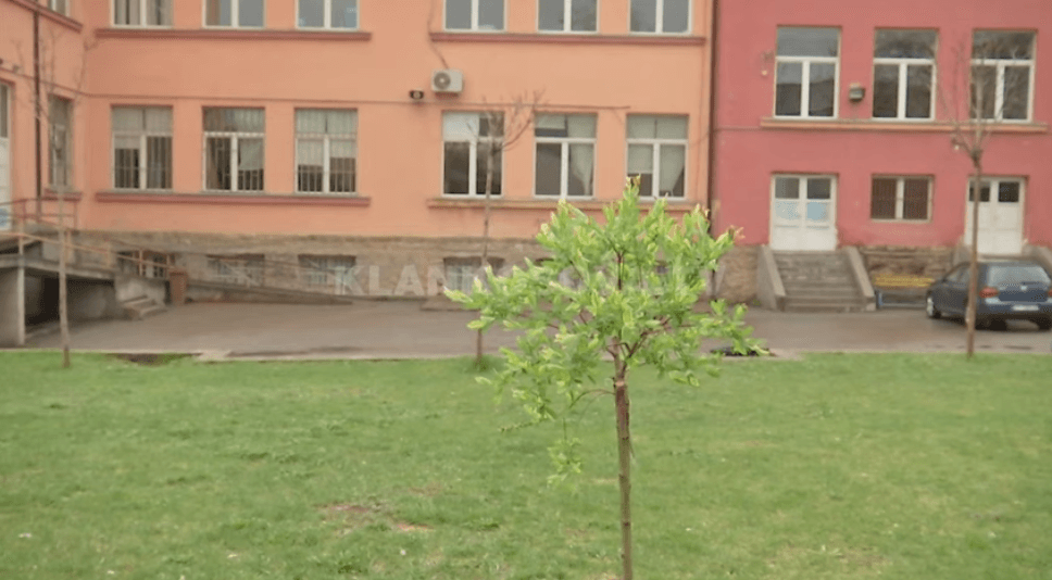 Mbjellja e pemëve bëhet virale (VIDEO)