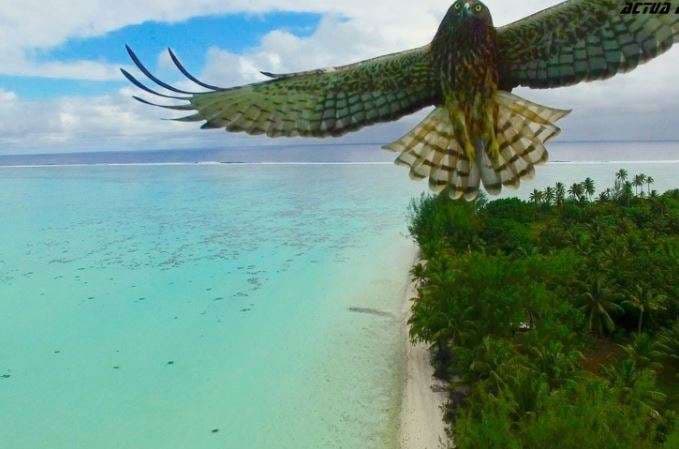 Bukuria e planetit tonë nga syri i një zogu (FOTO)