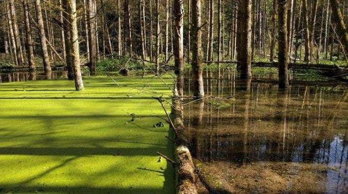 Nëna natyrë di gjithmonë të na befasojë (VIDEO)