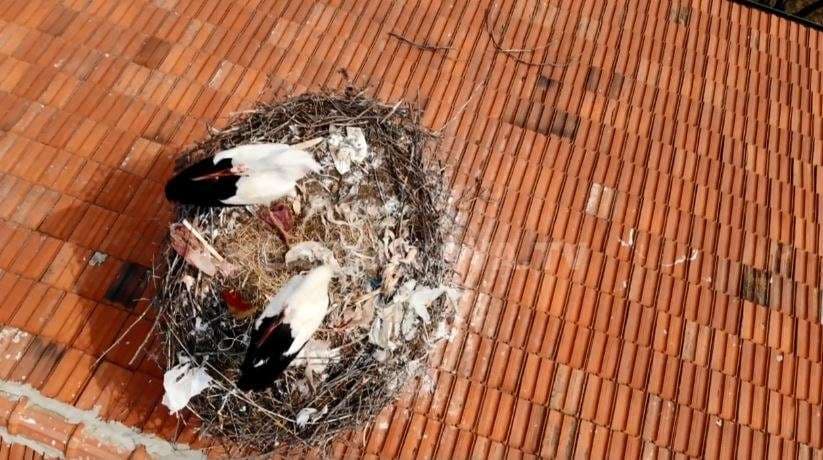 Lejlekët që i kthehen çdo vit Livoqit (VIDEO)
