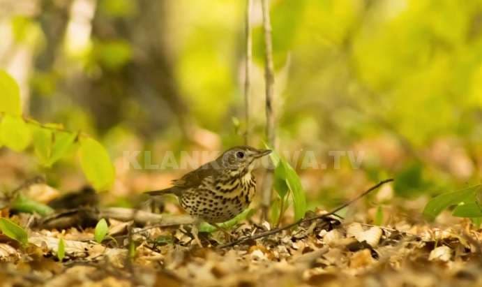 Parku "Gërmia", numëron më shumë se 55 lloje të zogjve (VIDEO)