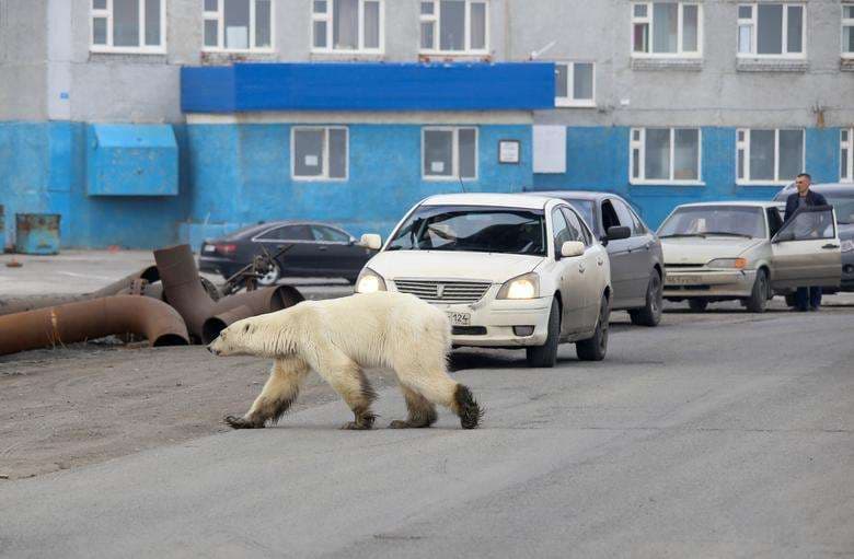Ariu i uritur polar udhëton 1500 kilometra dhe zbret në qytet (VIDEO)
