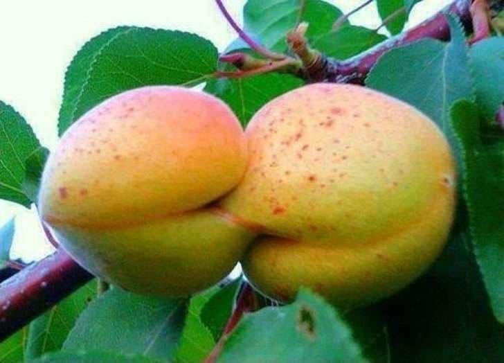 Frutat dhe perimet që duken "të gjalla" (FOTO)