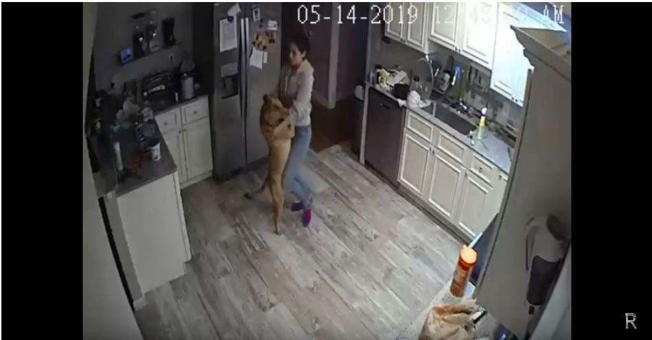 Shkon për udhëtim pune, sheh të dashurën duke vallëzuar me qenin e tij (VIDEO)