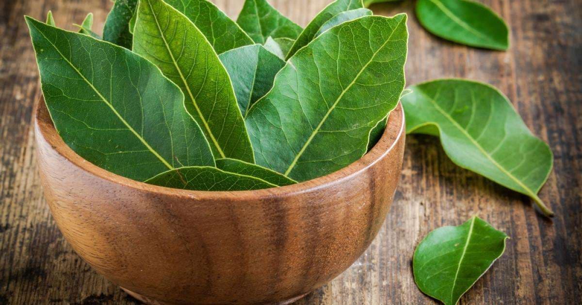 Gjethet e dafinës parandalojnë kancerin
