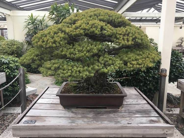 Pema afro 400 vjeçare, i mbijetoi bombës atomike në Hiroshima dhe vazhdon të rritet (FOTO)