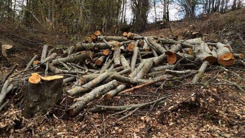 Gati dy vjet burgim për burrin nga Ferizaj që preu dru ilegalisht