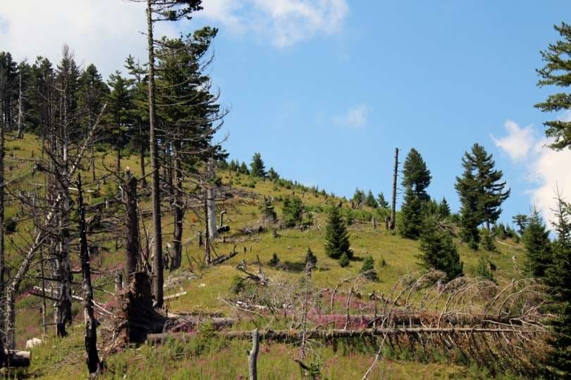 Roja i pyllit në Lubavec të Skenderajt kanoset nga dy persona