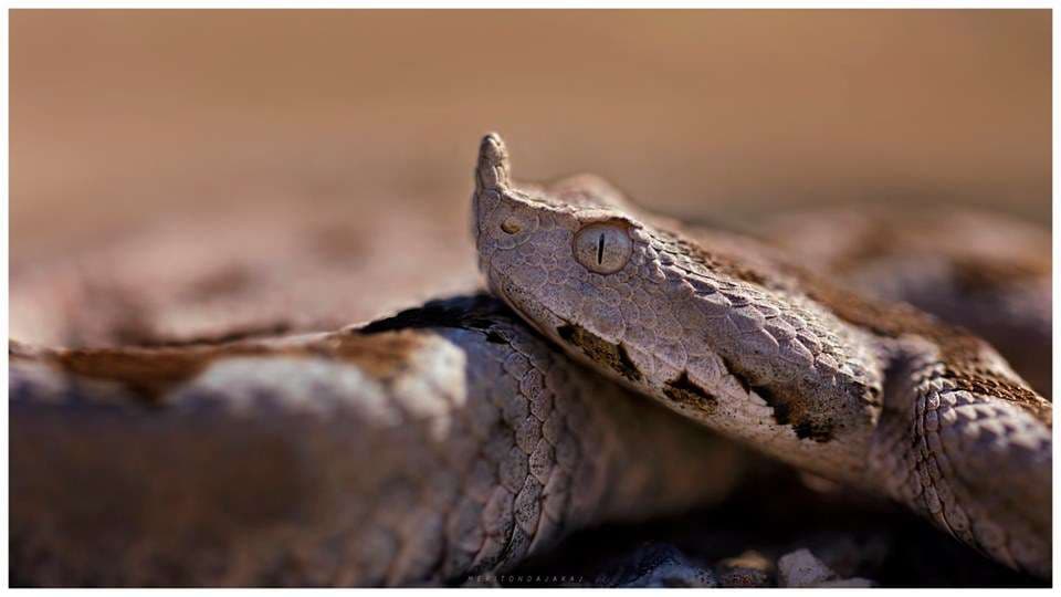 Gjarpri më helmues në Evropë, Vipera edhe në Kosovë (FOTO)