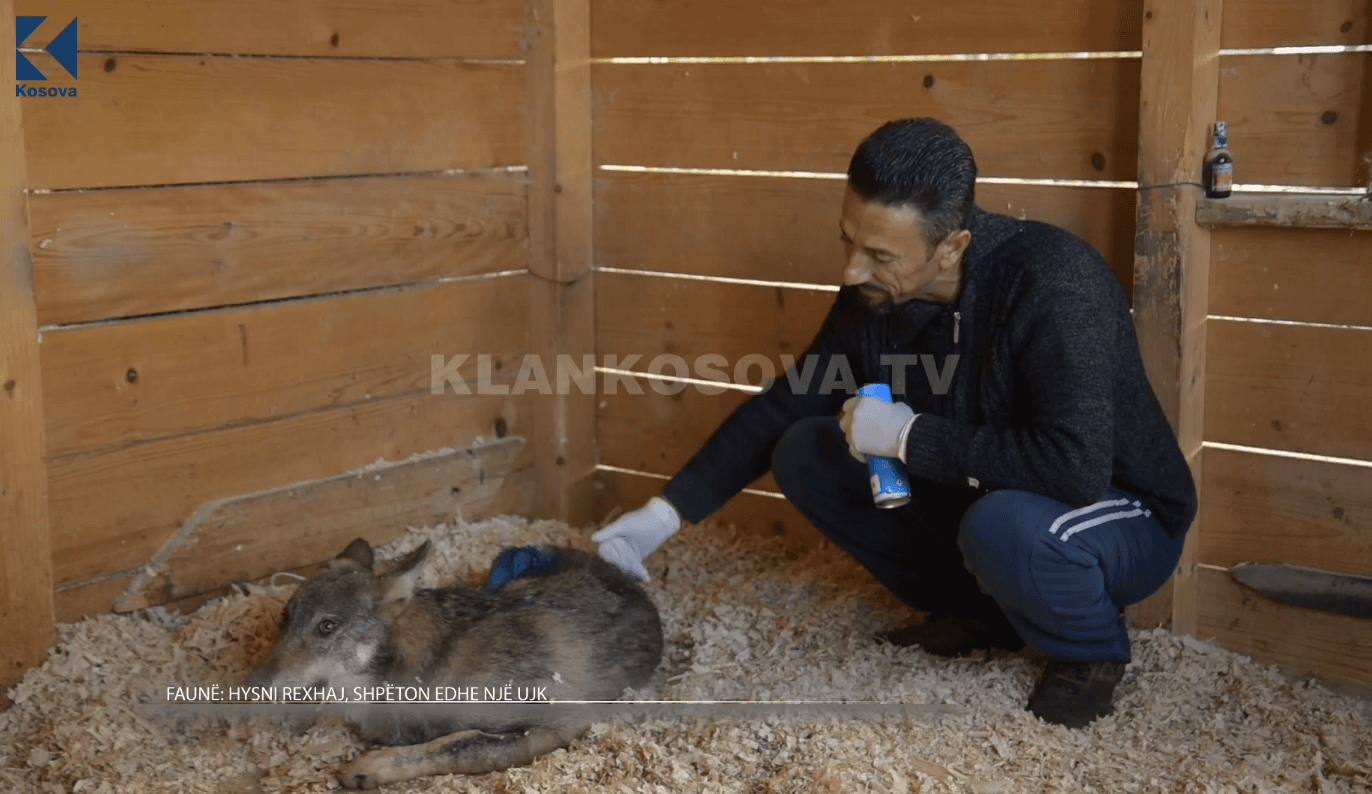 Hysni Rexhaj shpëton edhe një ujk (VIDEO)