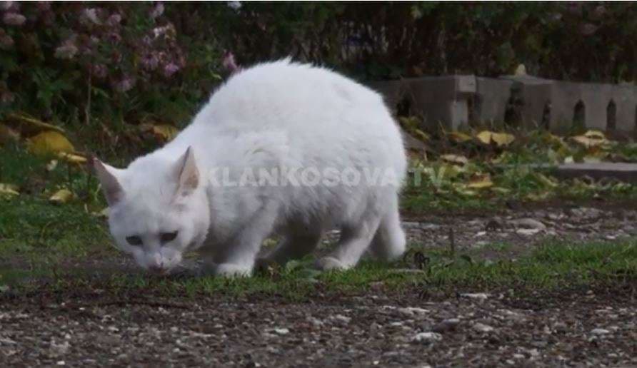 Macet e veçanta të Qamil Bahtirit (VIDEO)