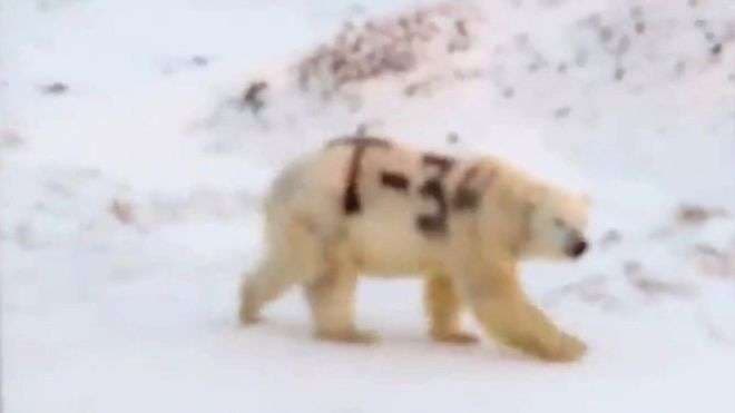 E shkruajnë me sprej ariun polar, alarmohen ekspertët (VIDEO)