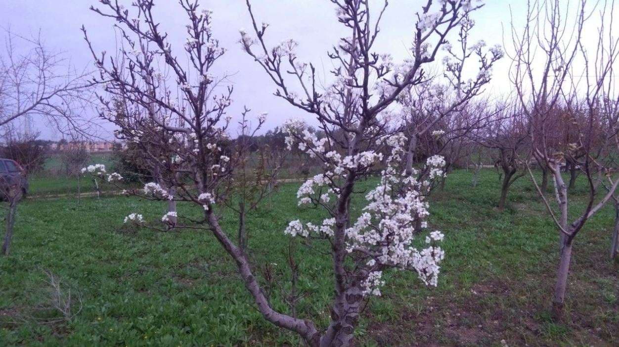 Çmendet klima, dardha lulëzon në fund të dhjetorit! (FOTO)